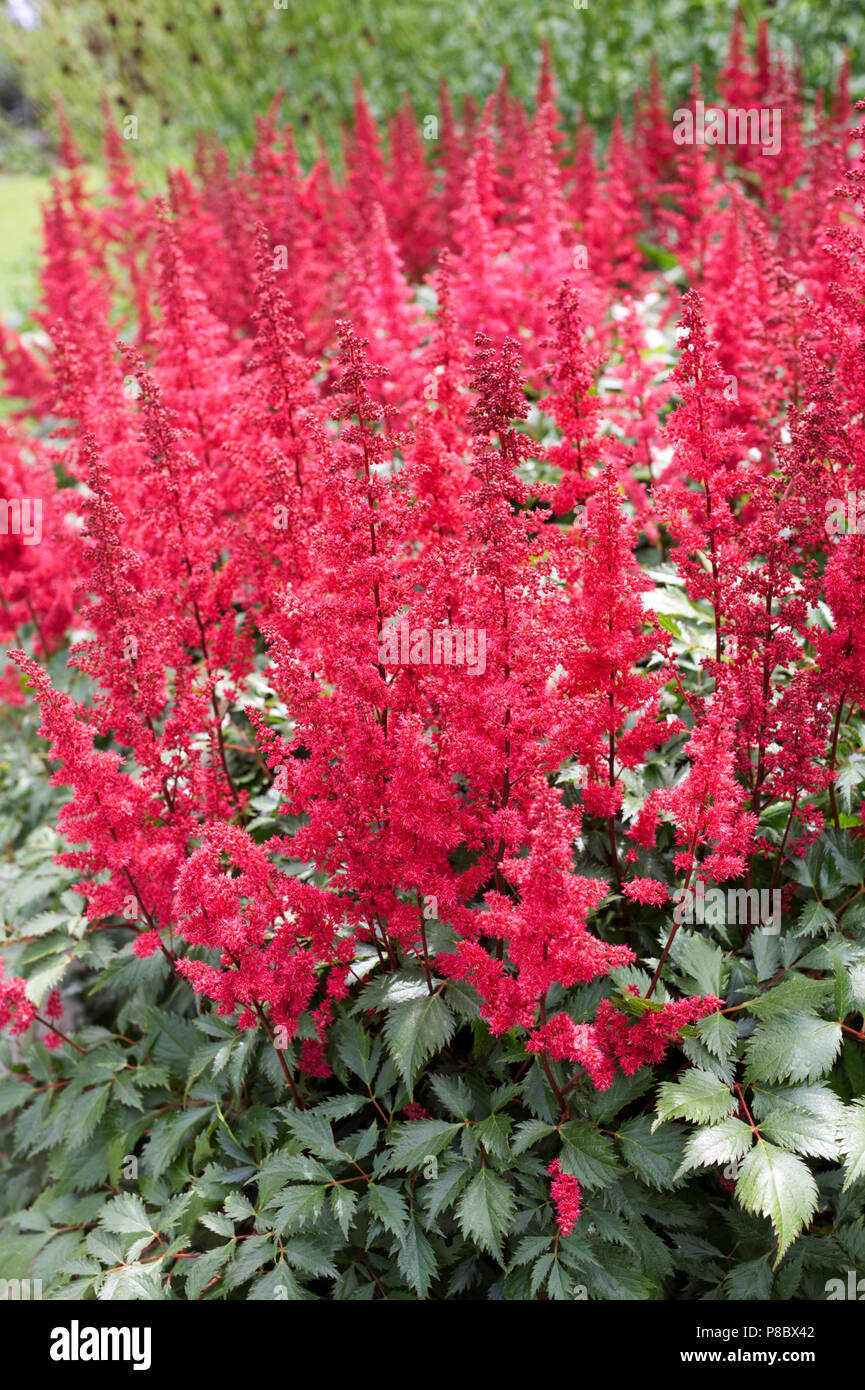 Astilbe flowers in Early Summer. Stock Photo