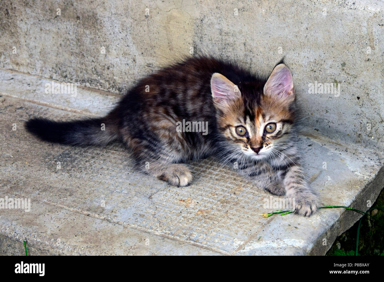Striped, grey tabby kitten on concrete playing with a thread of grass Stock Photo