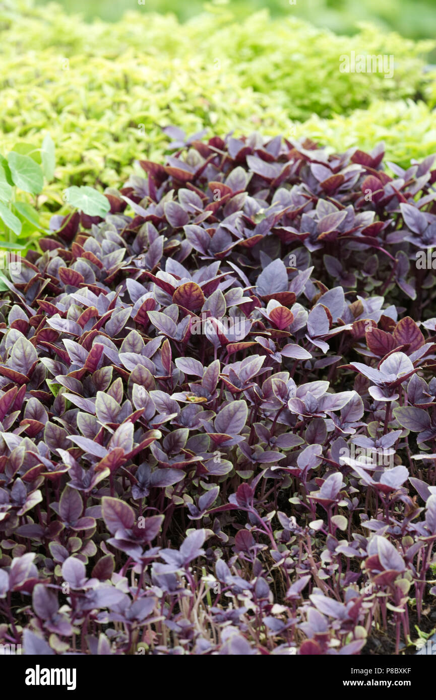 Micro herbs growing in shallow trays. Stock Photo