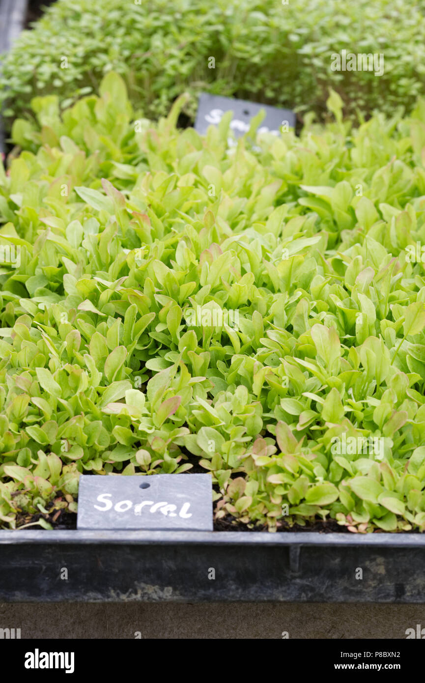 Micro herbs growing in shallow trays. Stock Photo