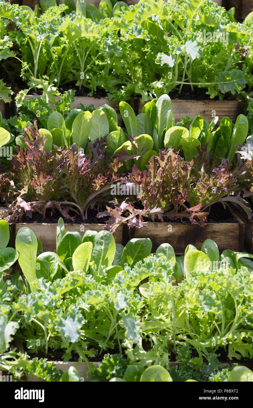 Salad crops growing in trays at Daylesford Summer Festival. Stock Photo