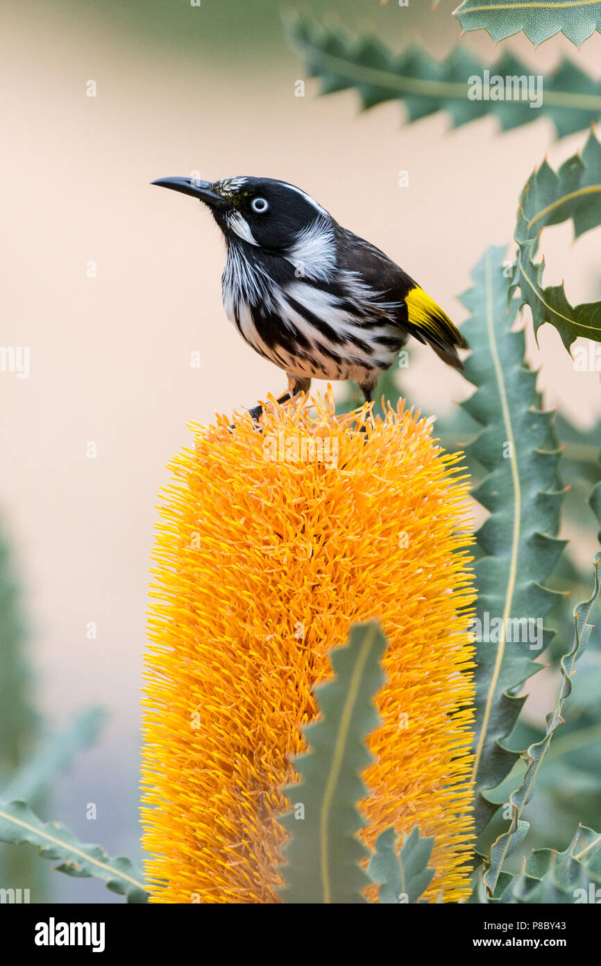 A New Holland Honeyeater on Banksia flower. Stock Photo