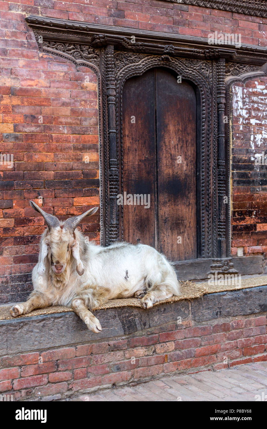 Kathmandu. nepal street scene with sleeping Khari goat and ornate wood carved Newar window. Stock Photo