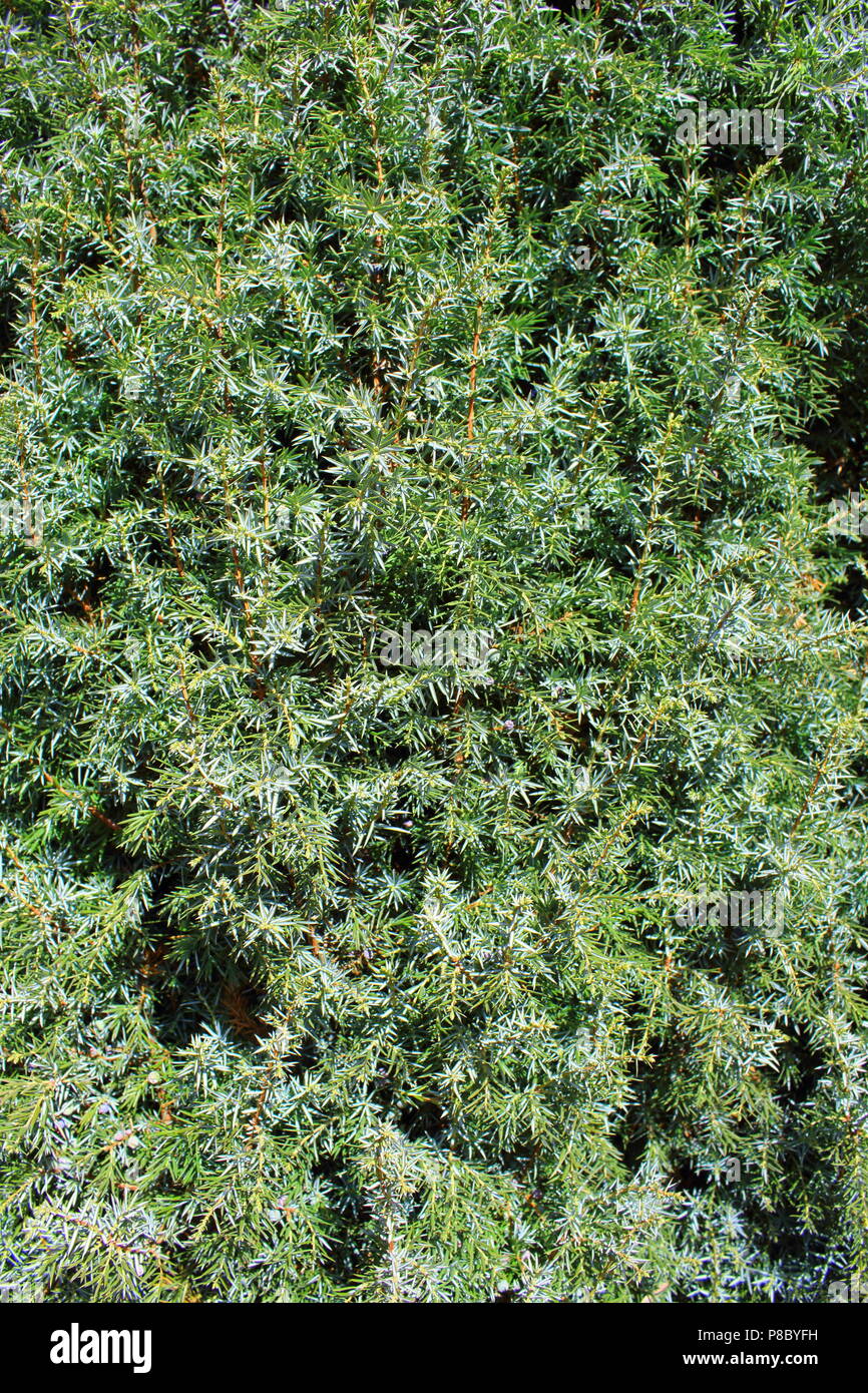 common juniper (Juniperus communis) as a background texture Stock Photo