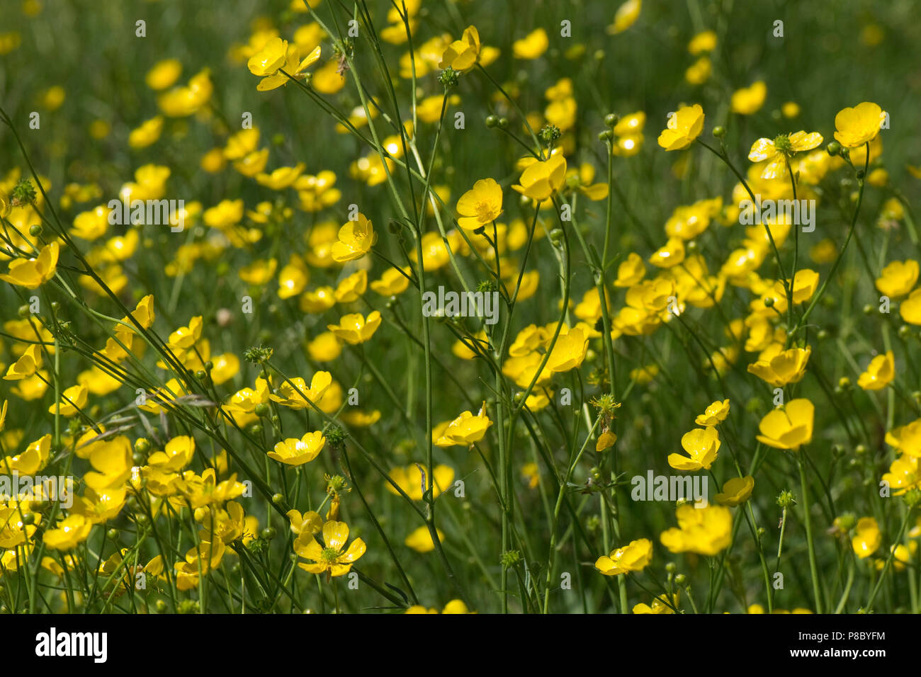 Bright yellow flowers of field buttercups, Ranunculus acris, with other meadow flowers in summer, Berkshire Stock Photo