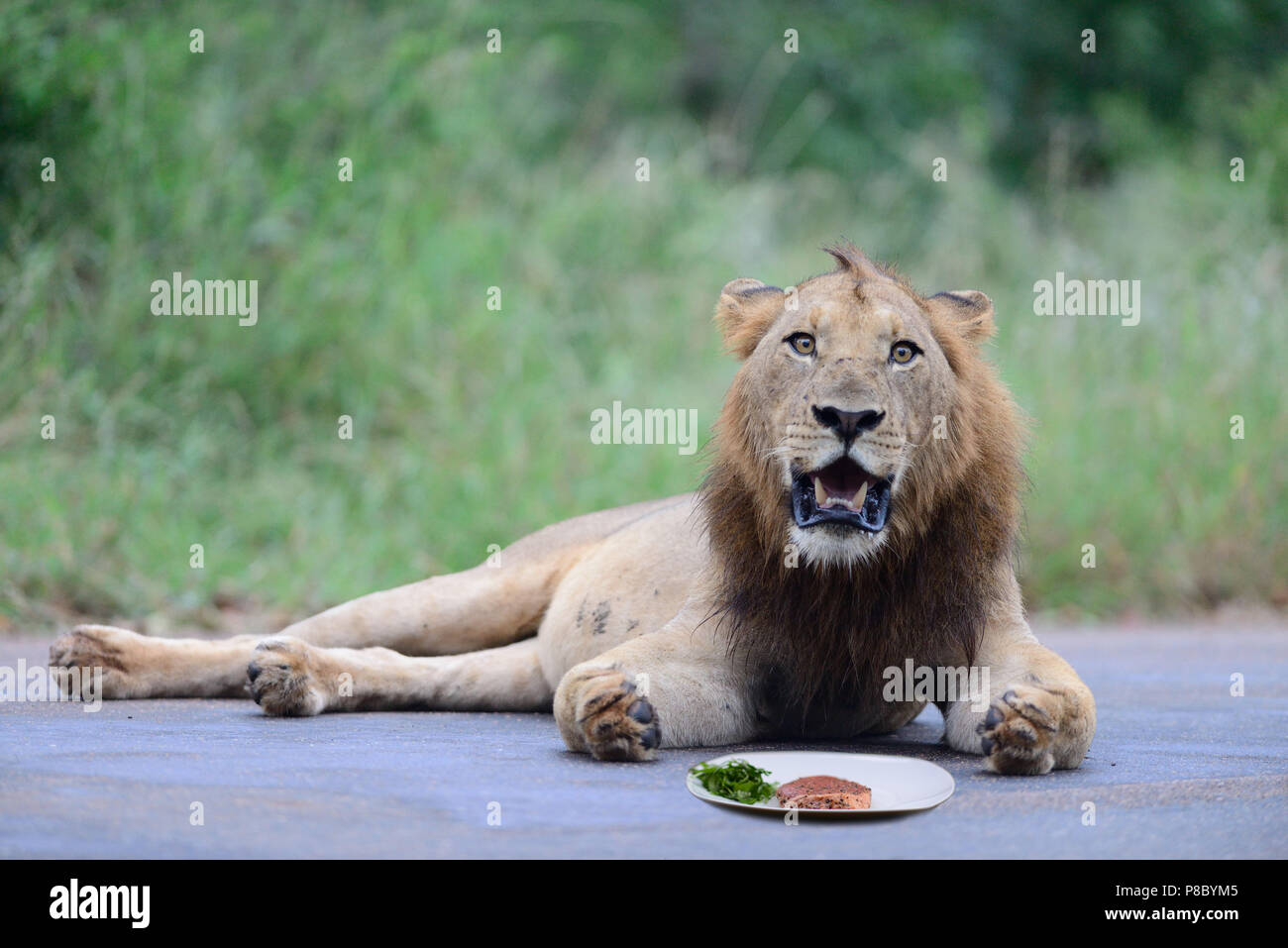 Funny lion photo hi-res stock photography and images - Alamy Funny lion photo hi-res stock photography and images - Alamy