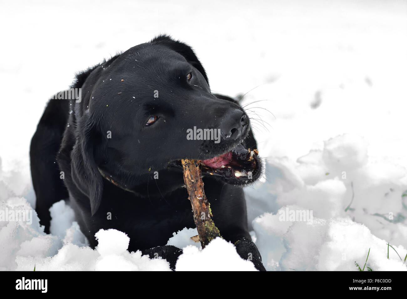 Low angle view of a young black Labrador retriever chewing a stick