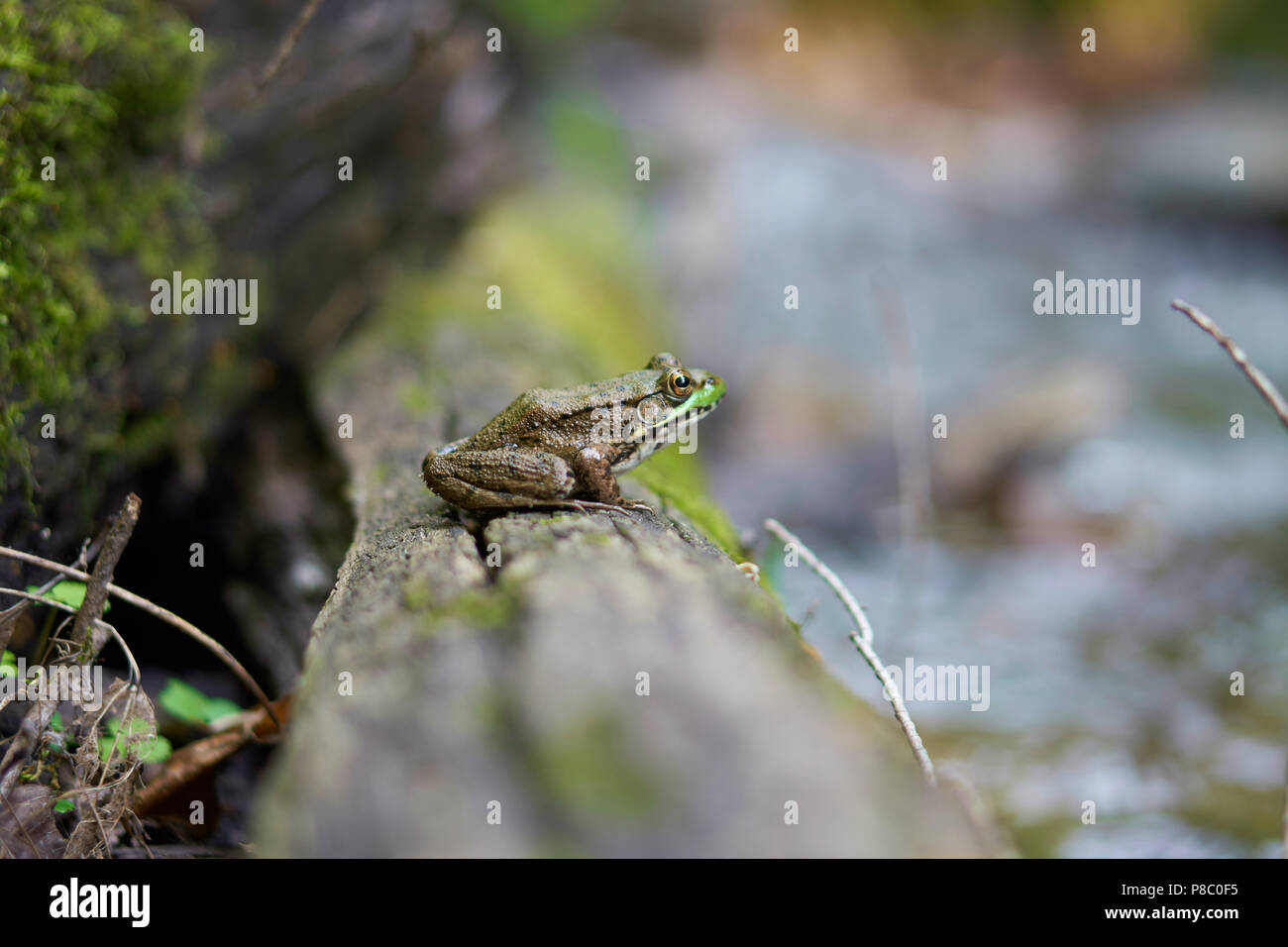 A Northern Green frog rests on a log in Parfrey's Glen, inside Devils Lake State Park, Barboo, Wisconsin Stock Photo