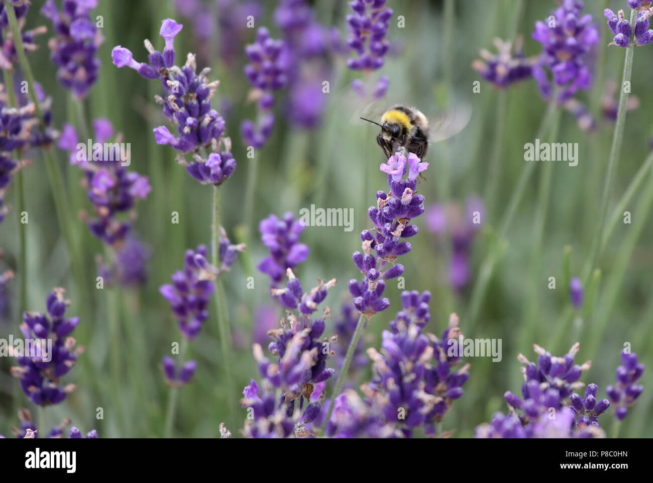 Berlin, Germany, Dark bumblebee collects nectar from a lavender flower Stock Photo