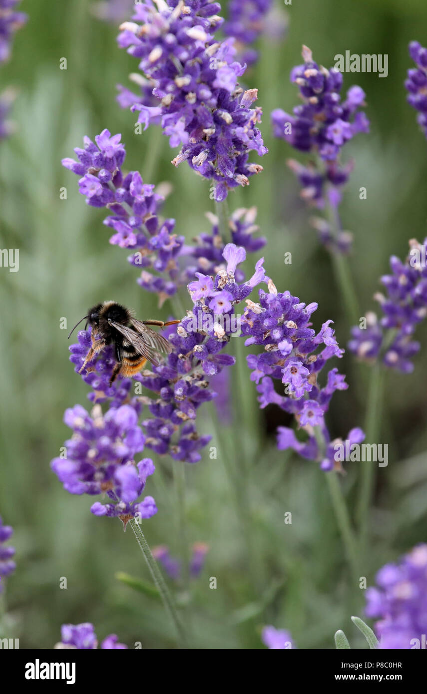 Berlin, Germany, Harvested mason bee collects nectar from a lavender flower Stock Photo