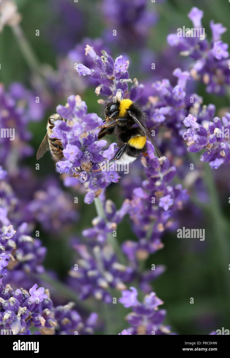 Berlin, Germany, honey bee and dark bumblebee collect nectar from a lavender flower Stock Photo