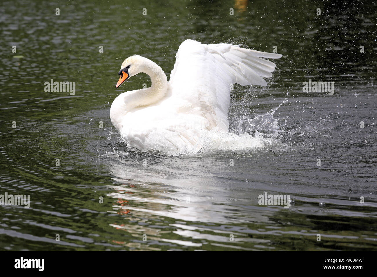 Berlin, Germany, Hoeckerschwan beating in the water with the wings Stock Photo