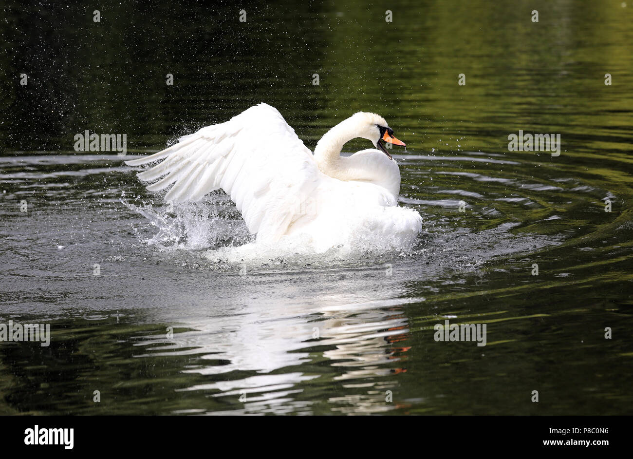 Berlin, Germany, Hoeckerschwan beating in the water with the wings Stock Photo