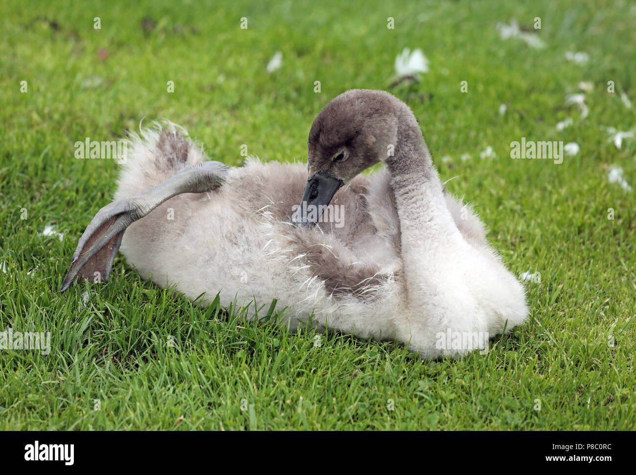 Berlin, Germany, Hoeckerschwankueken cleans his land while lying down his plumage Stock Photo