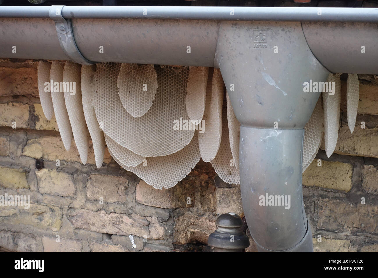 Berlin, Germany, honeycombs hang on a rain gutter Stock Photo