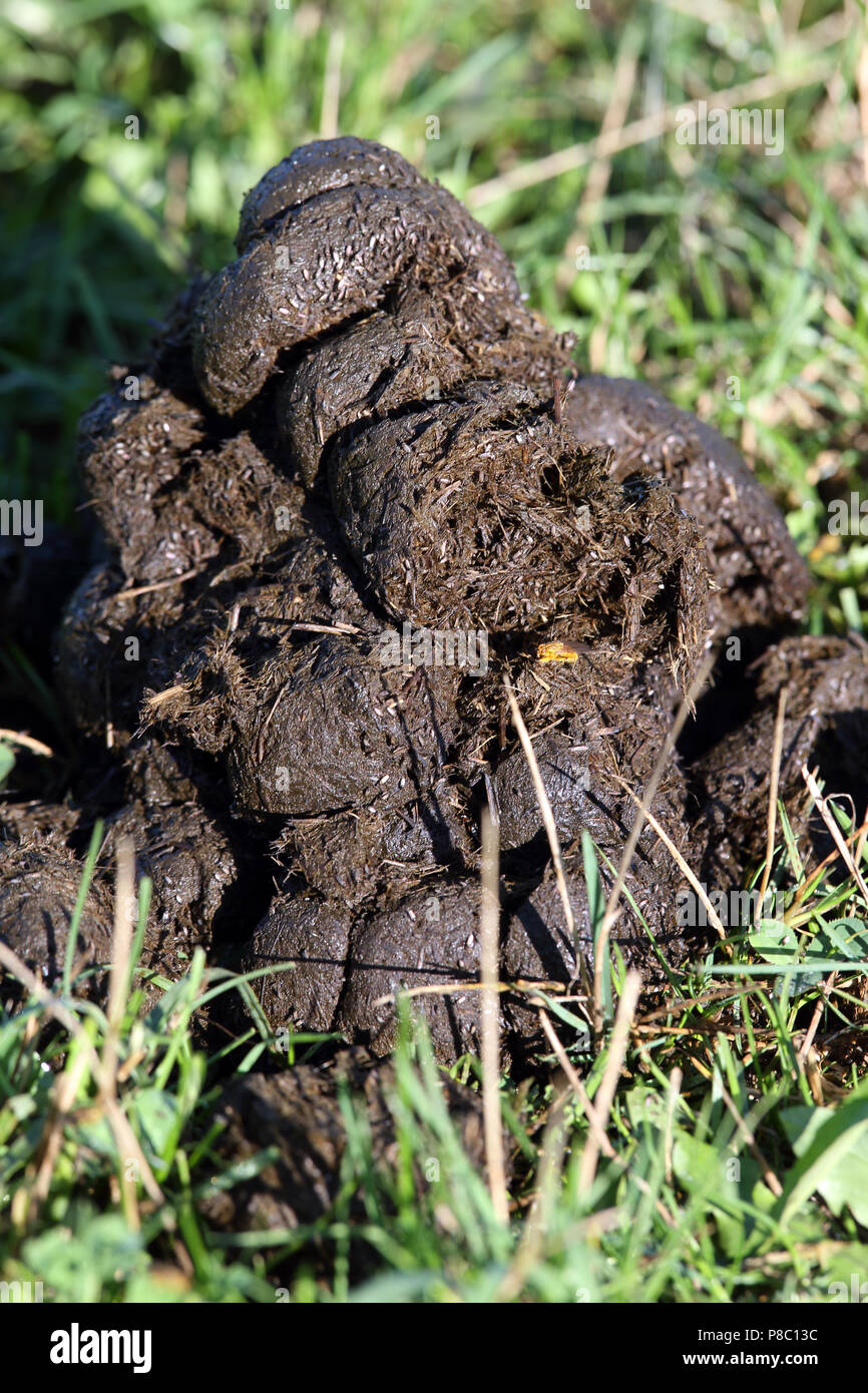 Neuenhagen, horse manure in the grass Stock Photo Alamy