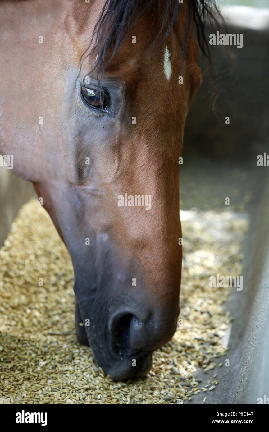 Neuenhagen, close-up, horse eats oats Stock Photo