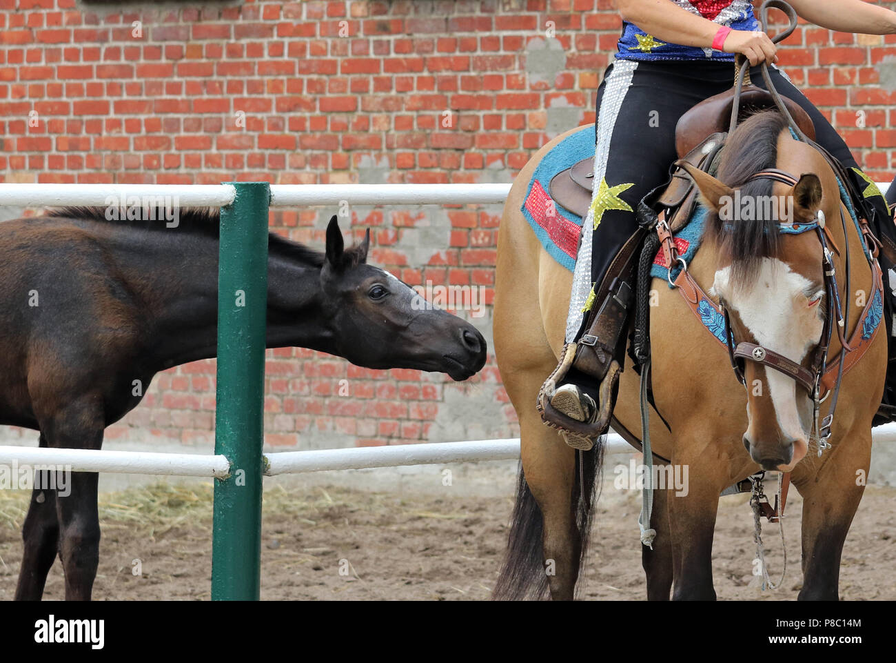 Gestuet Ganschow, foal curiously sniffs a western horse Stock Photo