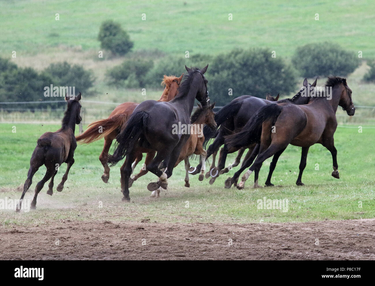 Gestuet Ganschow, mares and foals gallop on the pasture Stock Photo