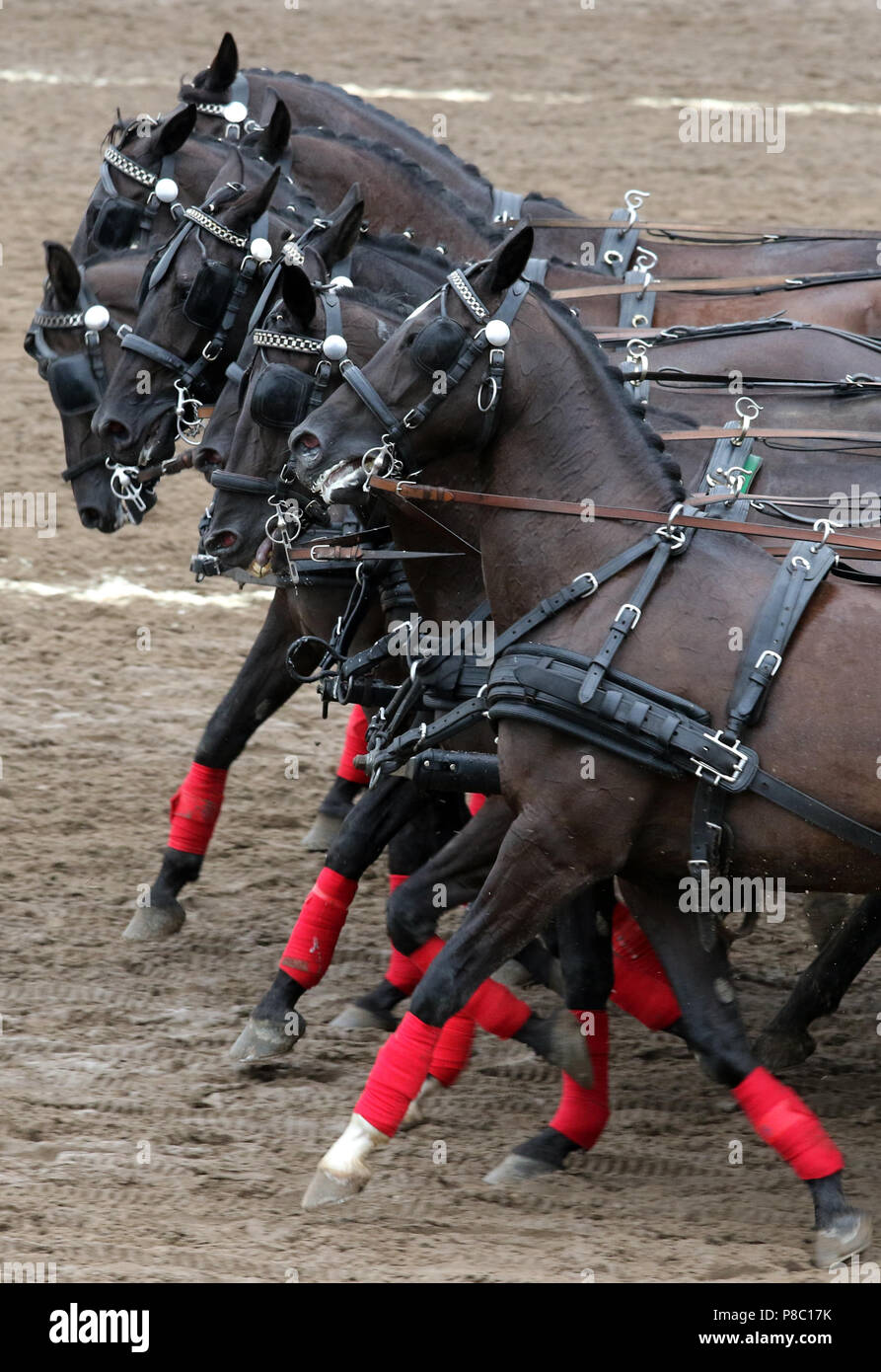 Studied Ganschow, driving horses Stock Photo