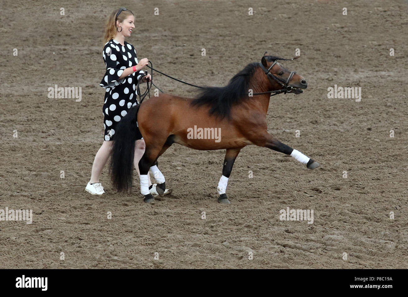 Gestuet Ganschow, graph. Amrei Rieso shows Aragon dressage with Shetland Pony at the long Zuegel Stock Photo
