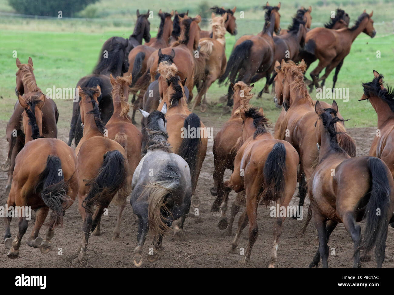 Studded Ganschow, horses galloping in the pasture Stock Photo