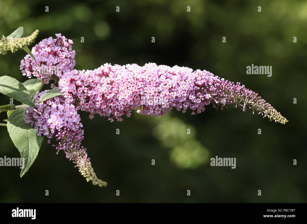 A spray of a beautiful Buddleia flowers growing wild in the countryside