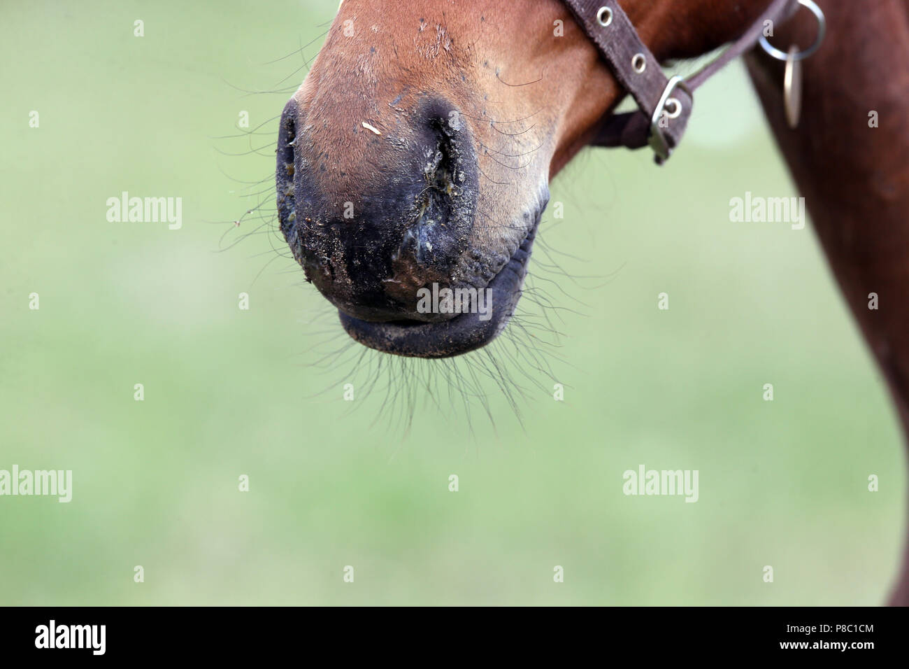 Falkensee, detail view, nasal discharge in a foal Stock Photo