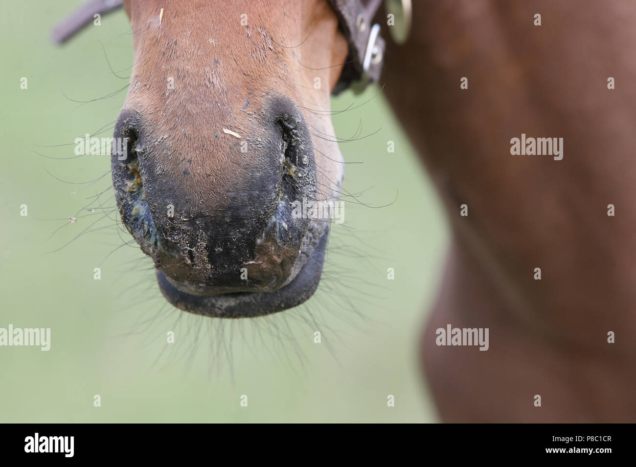 Falkensee, detail view, nasal discharge in a foal Stock Photo