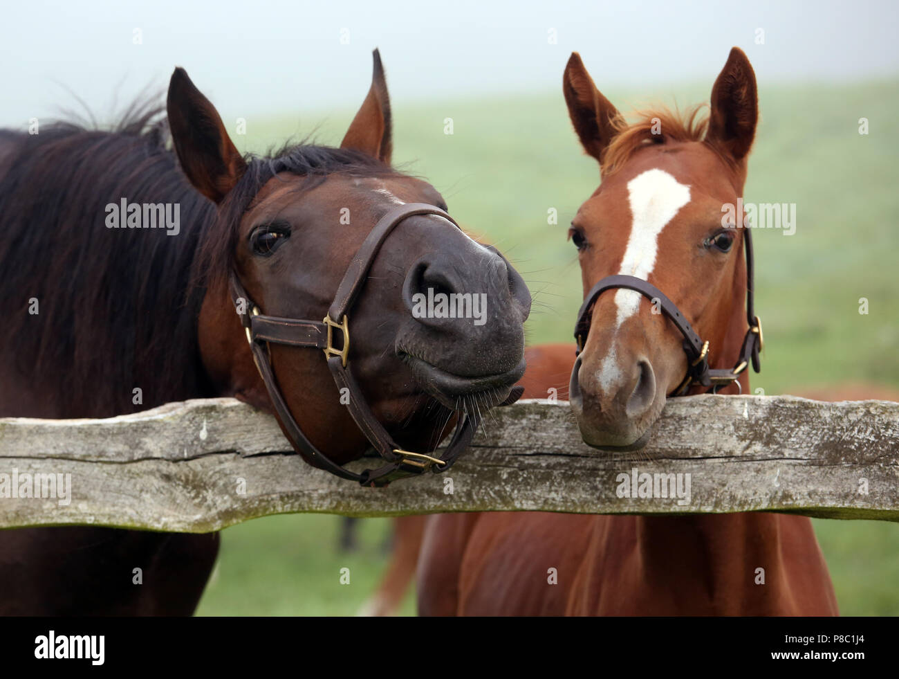 Gestuet Goerlsdorf, mare and foals look attentively over the pasture fence Stock Photo