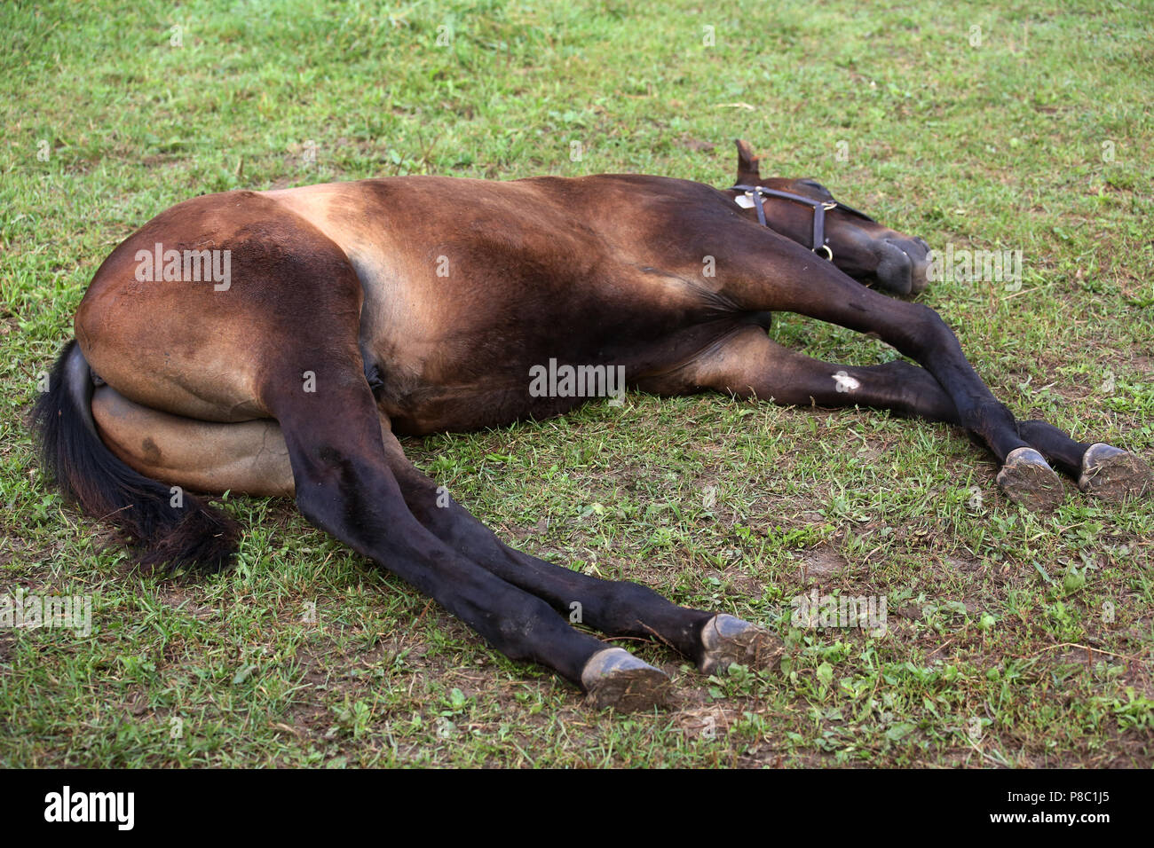 Gestuet Goerlsdorf, foal sleeps laterally while lying on the pasture Stock Photo