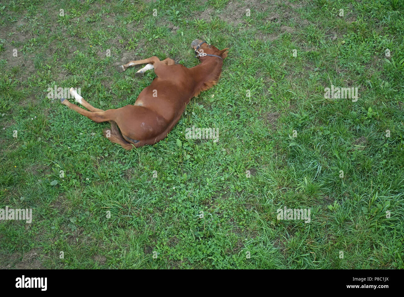 Gestuet Goerlsdorf, foal is sleeping while lying in the pasture Stock Photo