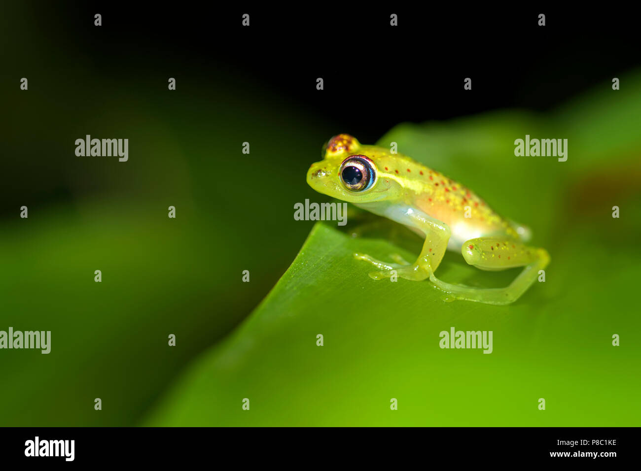 red dotted frog - Boophis bottae, beautiful nocturnal endemic frog from Madagascar forests, Andasibe. Stock Photo