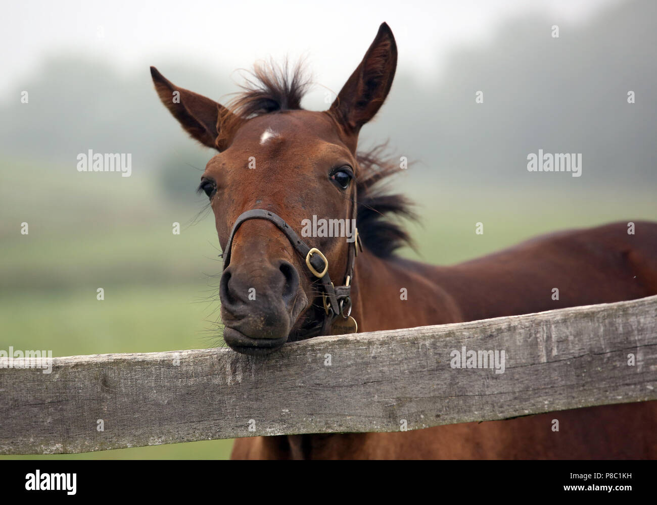 Gestuet Goerlsdorf, foal shoves at the pasture fence Stock Photo