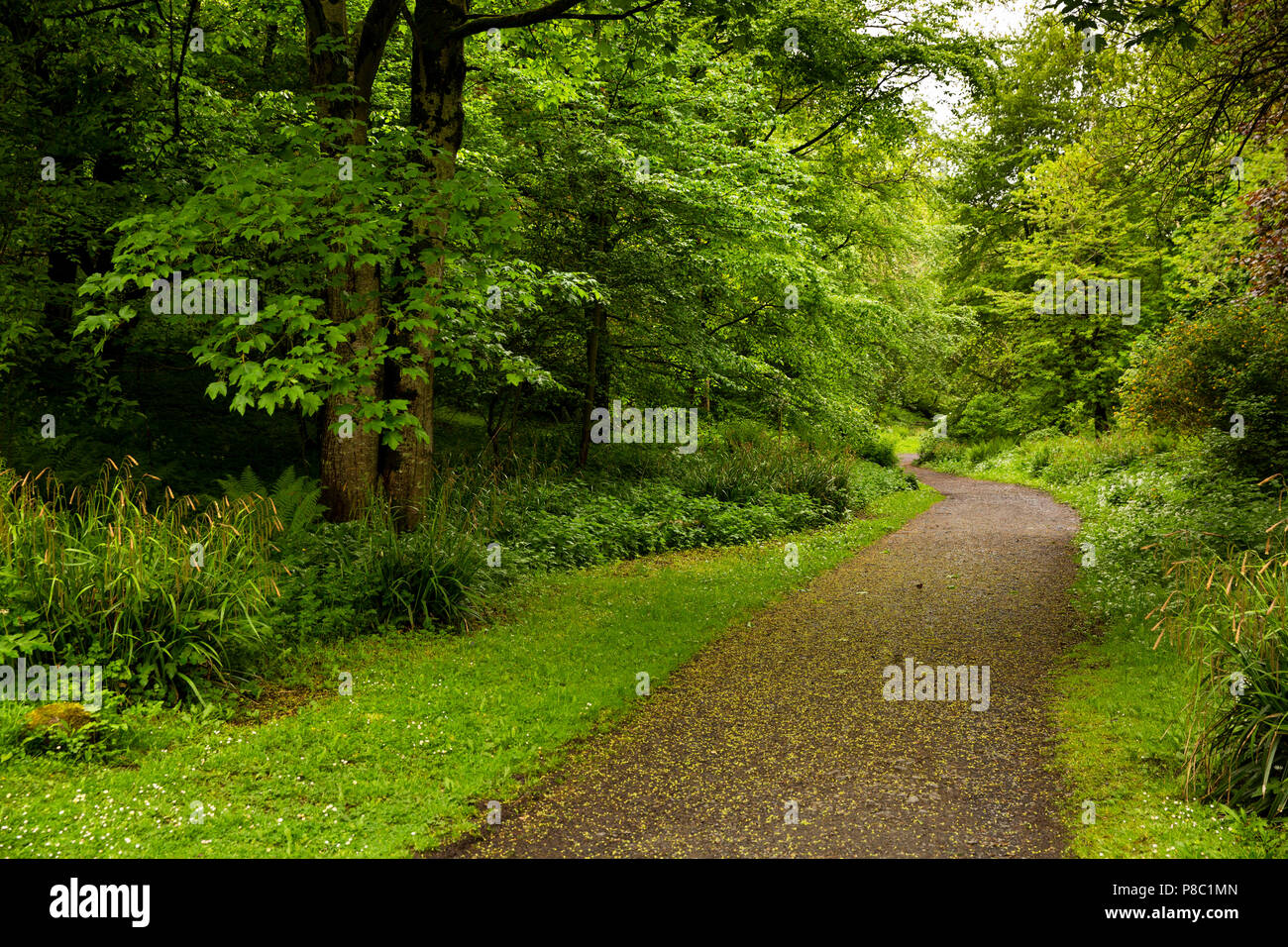 UK, Northern Ireland, Co Londonderry, Castlerock, Downhill Demesne, path through woodland Stock Photo