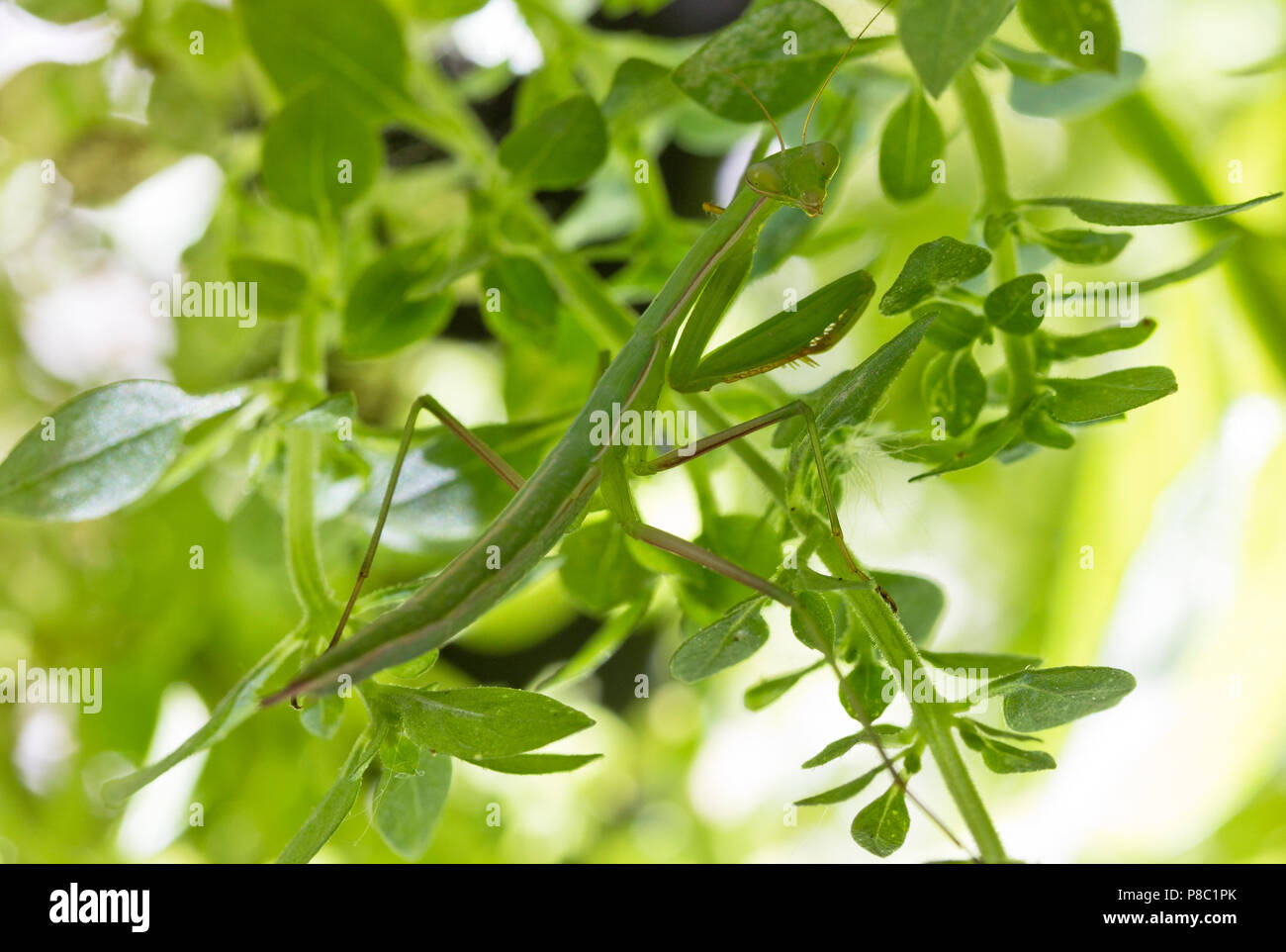 Praying Mantis in natural environment Stock Photo