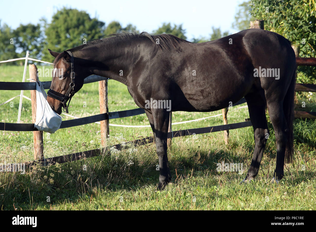 Gestuet Westerberg, horse sniffs curiously on the pasture on a cleaning bag Stock Photo