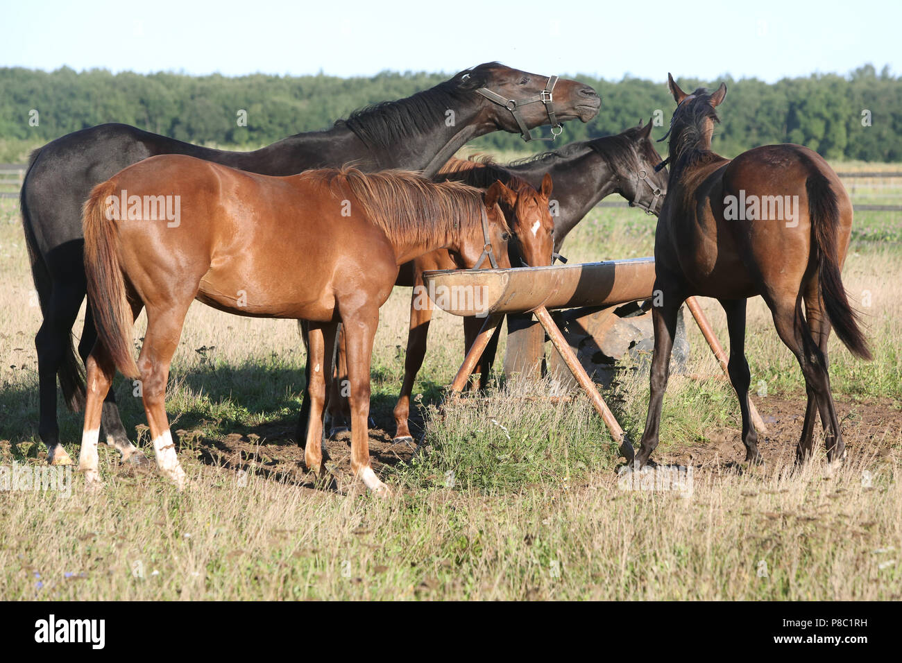 Gestuet Westerberg, feeding on the trough on the pasture Stock Photo