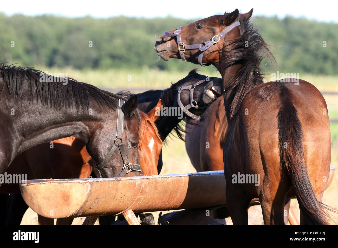 Gestuet Westerberg, feeding on the trough on the pasture Stock Photo