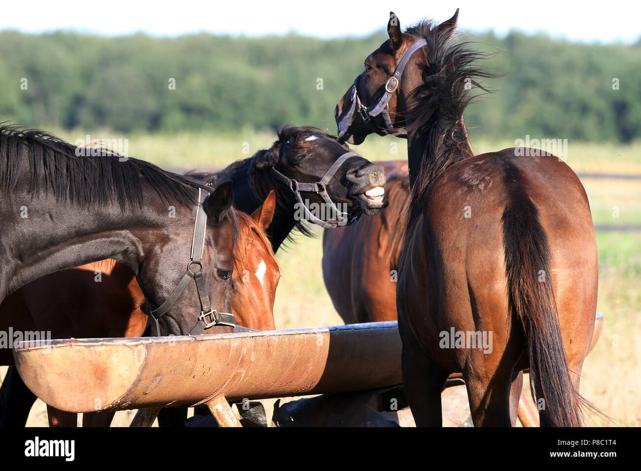 Gestuet Westerberg, feeding on the trough on the pasture Stock Photo