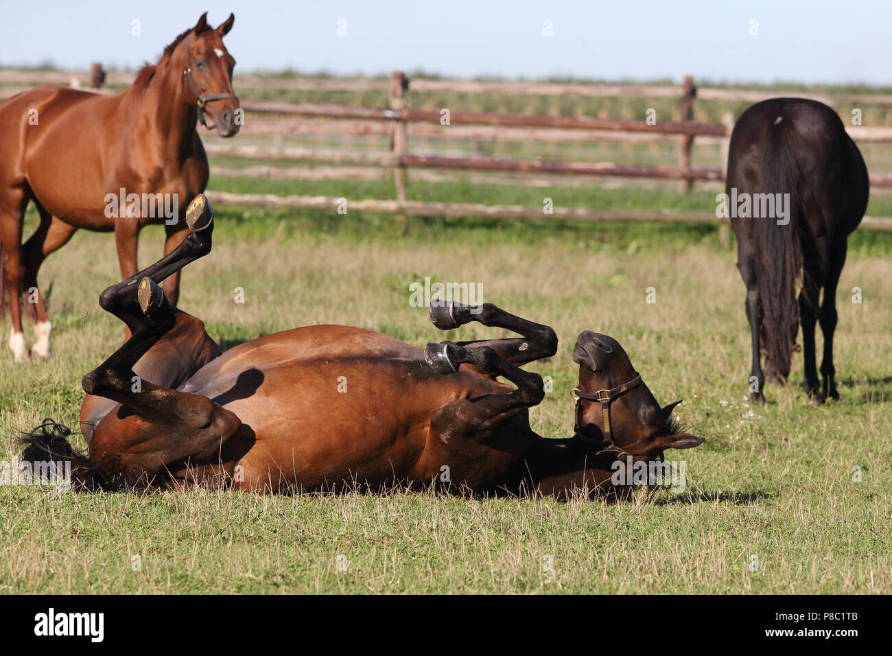 Gestuet Westerberg, horse is wallowing in the pasture Stock Photo