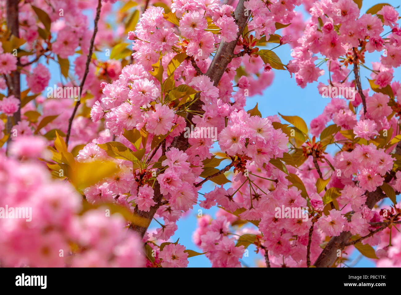 A Cherry Blossoms tree in the spring Stock Photo Alamy