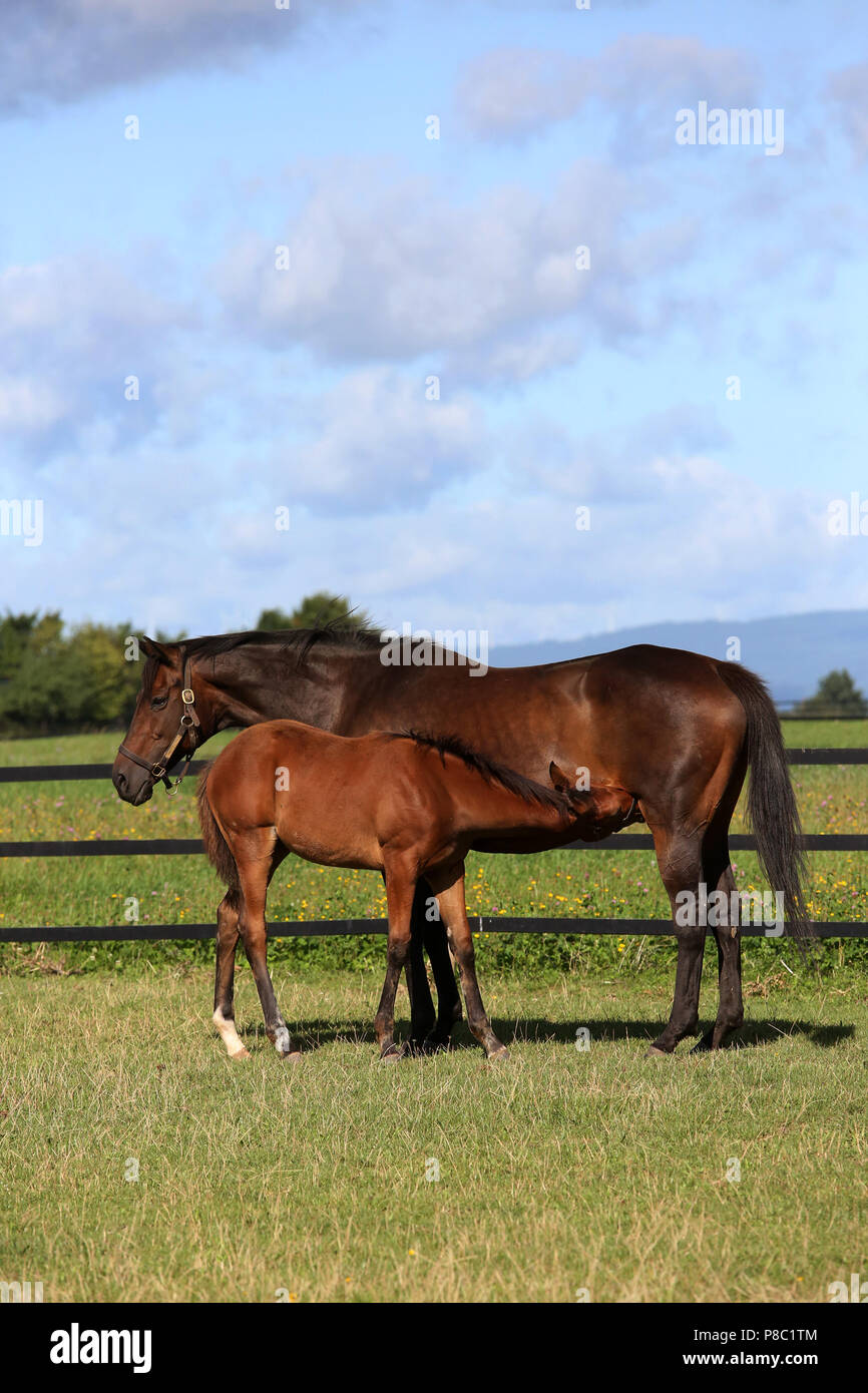 Gestuet Westerberg, foal drinks with his mother in the pasture Stock Photo