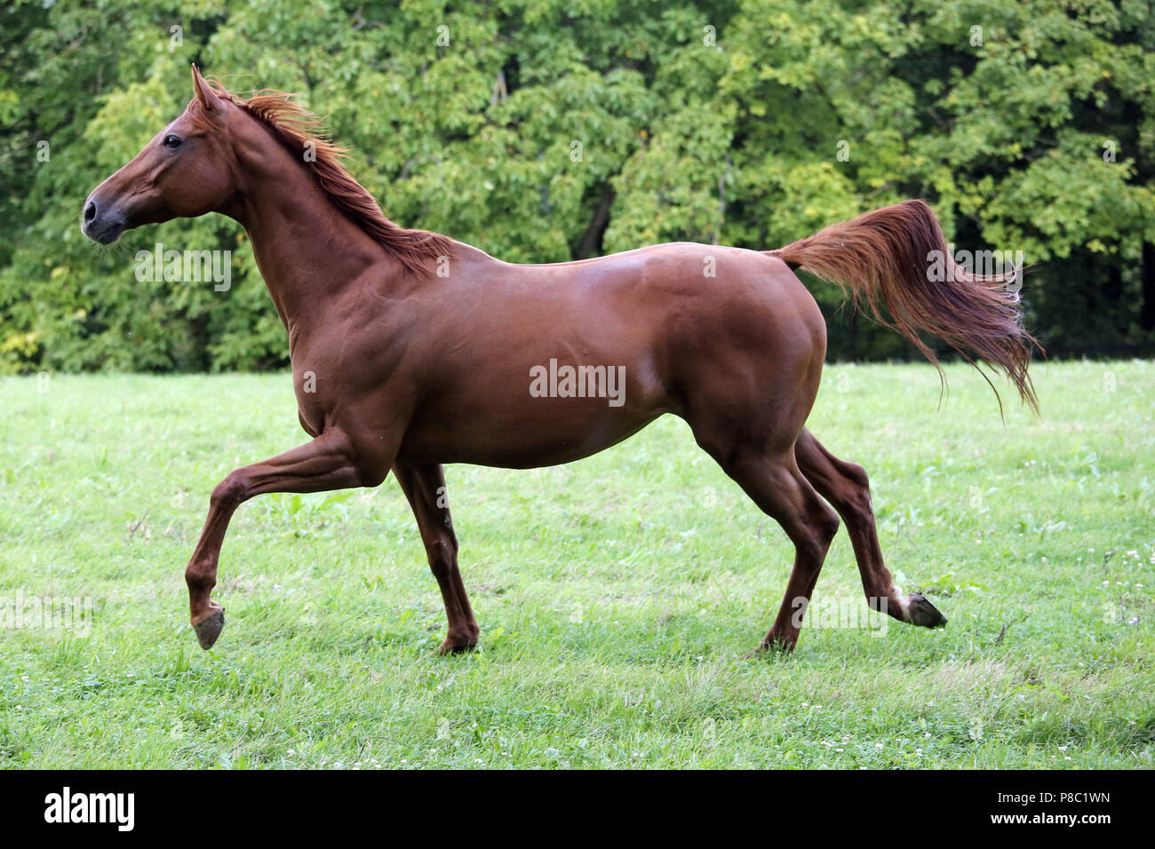 Gesture Westerberg, horse trotting in the pasture Stock Photo