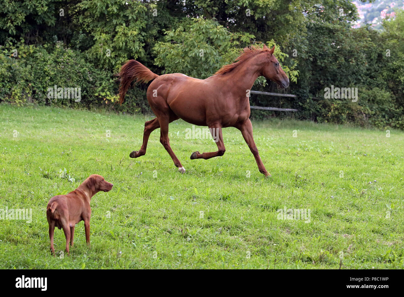 Horse tail hi-res stock photography and images - Alamy