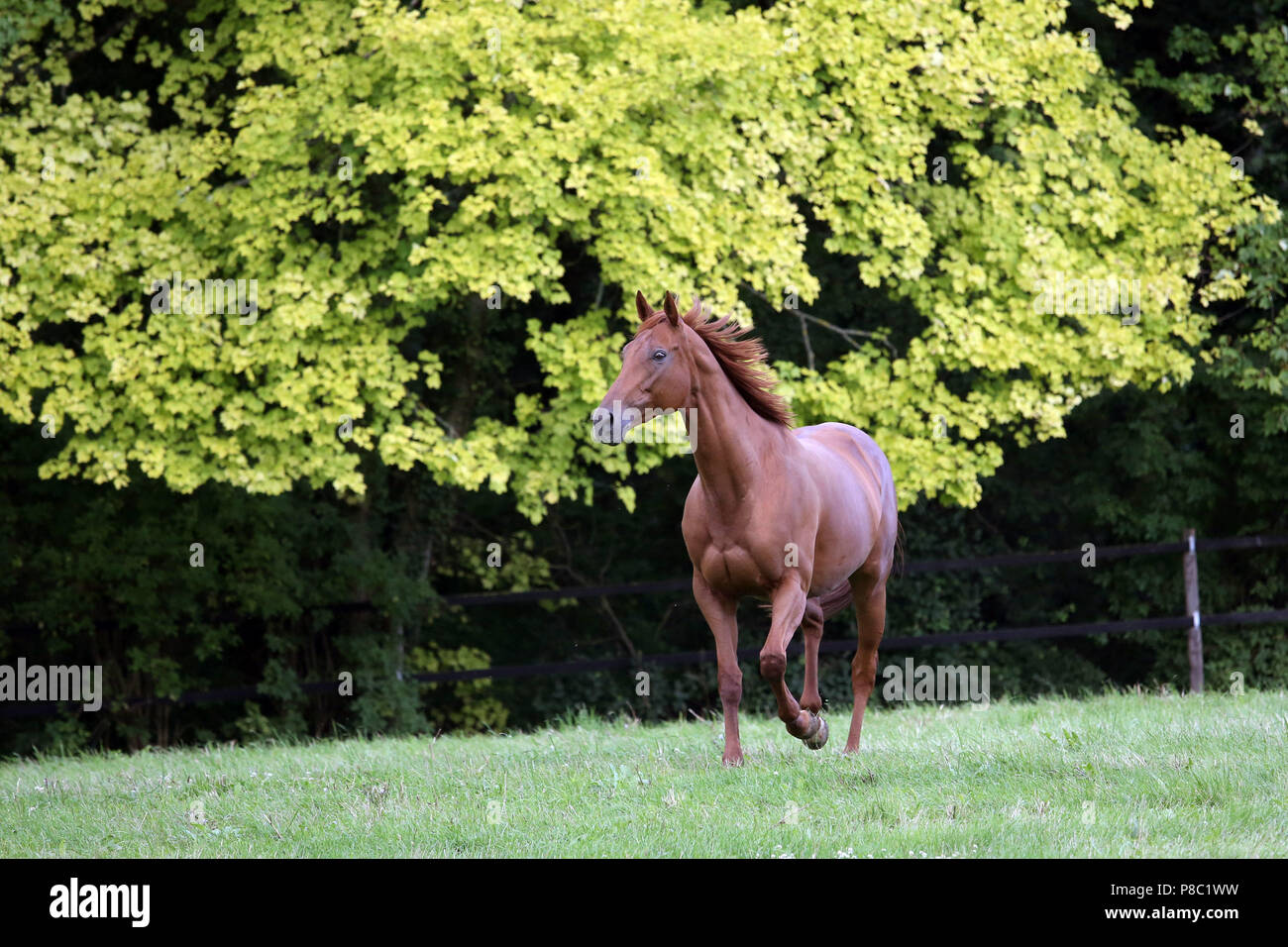 Gesture Westerberg, horse trotting in the pasture Stock Photo