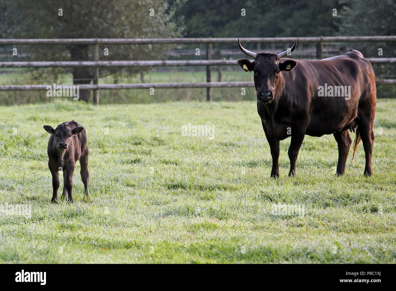 Gestüt Itlingen, cow and calf stand attentively on a paddock Stock Photo
