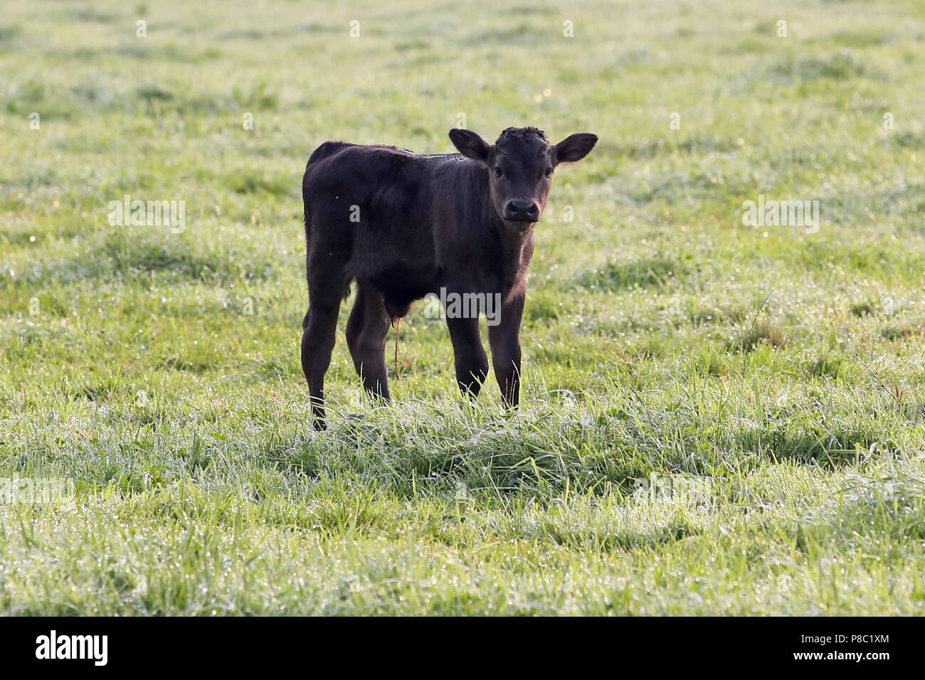 Gestüt Itlingen, newborn calf stands attentively on a meadow Stock Photo