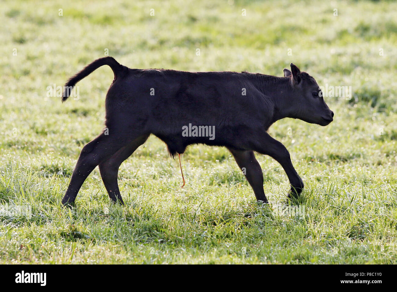 Gestüt Itlingen, newborn calf gallops across a meadow Stock Photo