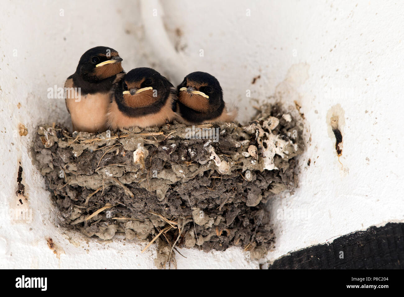 Ascheberg-Herbern, Germany, young house swallows are sitting in their nest Stock Photo